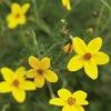 Bidens 'Peter's Gold Carpet'