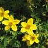 Bidens  'Solaire Yellow'