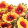 Calibrachoa  'Superbells Apricot Punch'