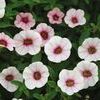 Calibrachoa  'Superbells Cherry Blossom'
