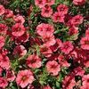 Calibrachoa  'Superbells Coral'