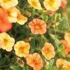 Calibrachoa  'Superbells Light Pink'