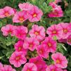 Calibrachoa 'Superbells Pink'