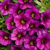 Calibrachoa 'Superbells Plum'