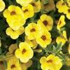 Calibrachoa 'Superbells Safron'