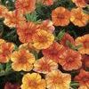Calibrachoa 'Superbells Tequila Sunrise'