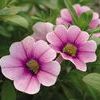 Calibrachoa  'Superbells Tickled Pink'