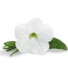 Calibrachoa 'Superbells White'