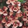 Diascia  'Flying Colors Apricot'