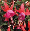 Fuchsia hybrid 'Standup Red/Rose'