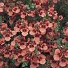 Diascia  'Flying Colors Coral'