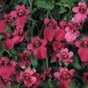 Diascia  'Flying Colors Red'