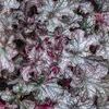 Huechera 'Dolce Blackcurrant'