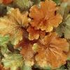 Huechera 'Dolce Creme Brulee'