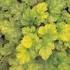 Huechera 'Dolce Key Lime Pie'