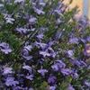 Lobelia 'Laguna Sky Blue'