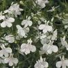 Lobelia 'Laguna White'