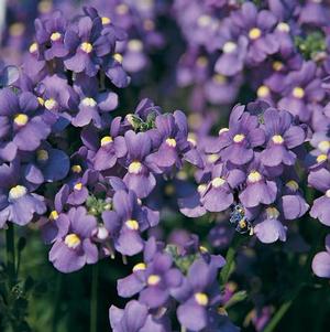 Nemesia 'Blue Bird'