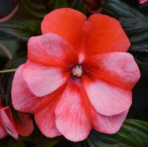 New Guinea impatiens hawkerii 'Color Power Red Flame'