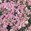 Nemesia 'Compact Pink Innocence'