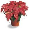 Poinsettia Euphorbia Pulcherrima 'Jingle Bells III'