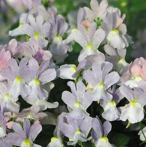 Nemesia 'Opal Innocence'
