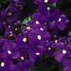 Nemesia 'Safari Plum'