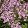 Nemesia  'Safari Pink'