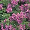 Nemesia  'Safari Violet Rose'