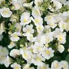 Nemesia  'Safari White'