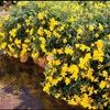 Oenothera 'Lemon Drop'