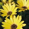 Osteospermum 'Lemon Symphony'