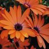 Osteospermum 'Orange Symphony'