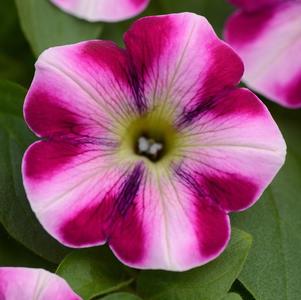 Petunia hybrida 'Headliner Raspberry Swirl '19'