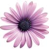 Osteospermum 'Soprano Light Purple'