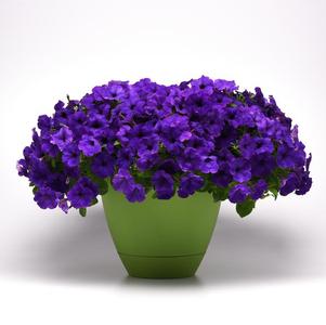 Petunia hybrida 'Main Stage Violet'