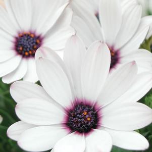 Osteospermum 'Soprano White'