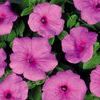 Petunia 'Supertunia Cotton Candy'