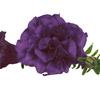 Petunia 'Supertunia Double Dark Blue'