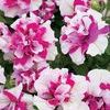 Petunia 'Supertunia Double Peppermint'
