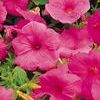 Petunias  'Supertunia Lavender Pink'