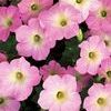 Petunia 'Supertunia Mini Appleblossom'