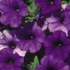 Petunia 'Supertunia Mini Blue Improved'
