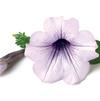 Petunia 'Supertunia Mini Blue Veined'