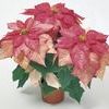 Poinsettia Euphorbia Pulcherrima 'Monet Twilight'