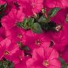 Petunia 'Supertunia Mini Bright Pink'