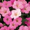 Petunias  'Supertunia Mini Pastel Pink'