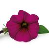 Petunia 'Supertunia Mini Purple'