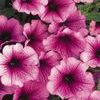 Petunia 'Supertunia Mini Rose Veined'