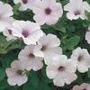 Petunia 'Supertunia Mini Silver'